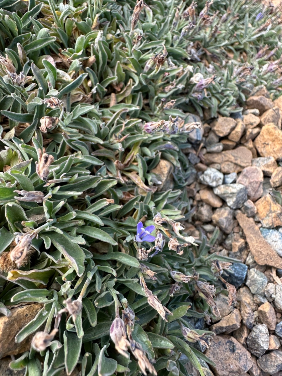 Campanula scabrella