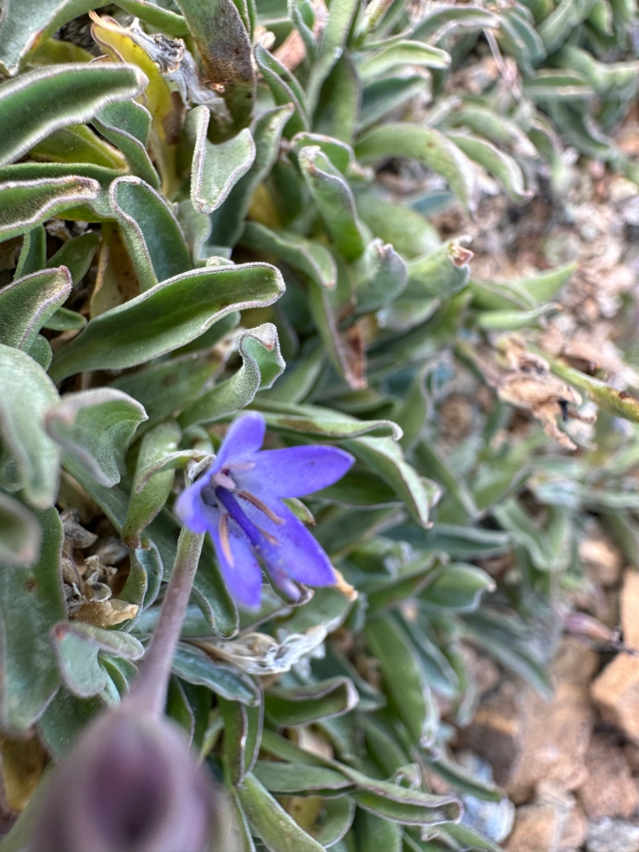 Campanula scabrella