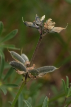 Lupinus bicolor ssp. tridentatus