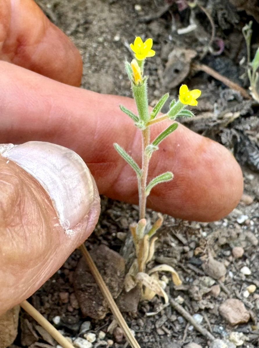 Mentzelia dispersa