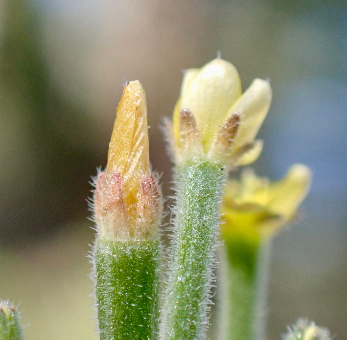 Mentzelia dispersa