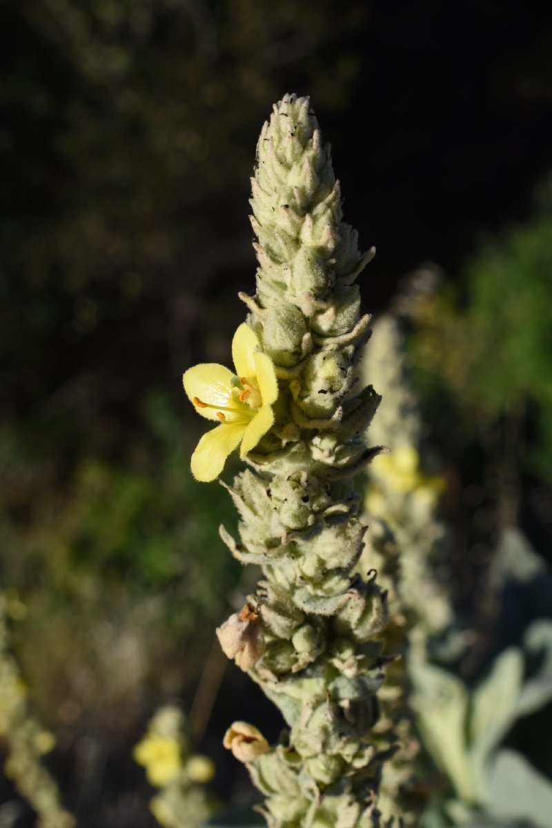 Verbascum thapsus