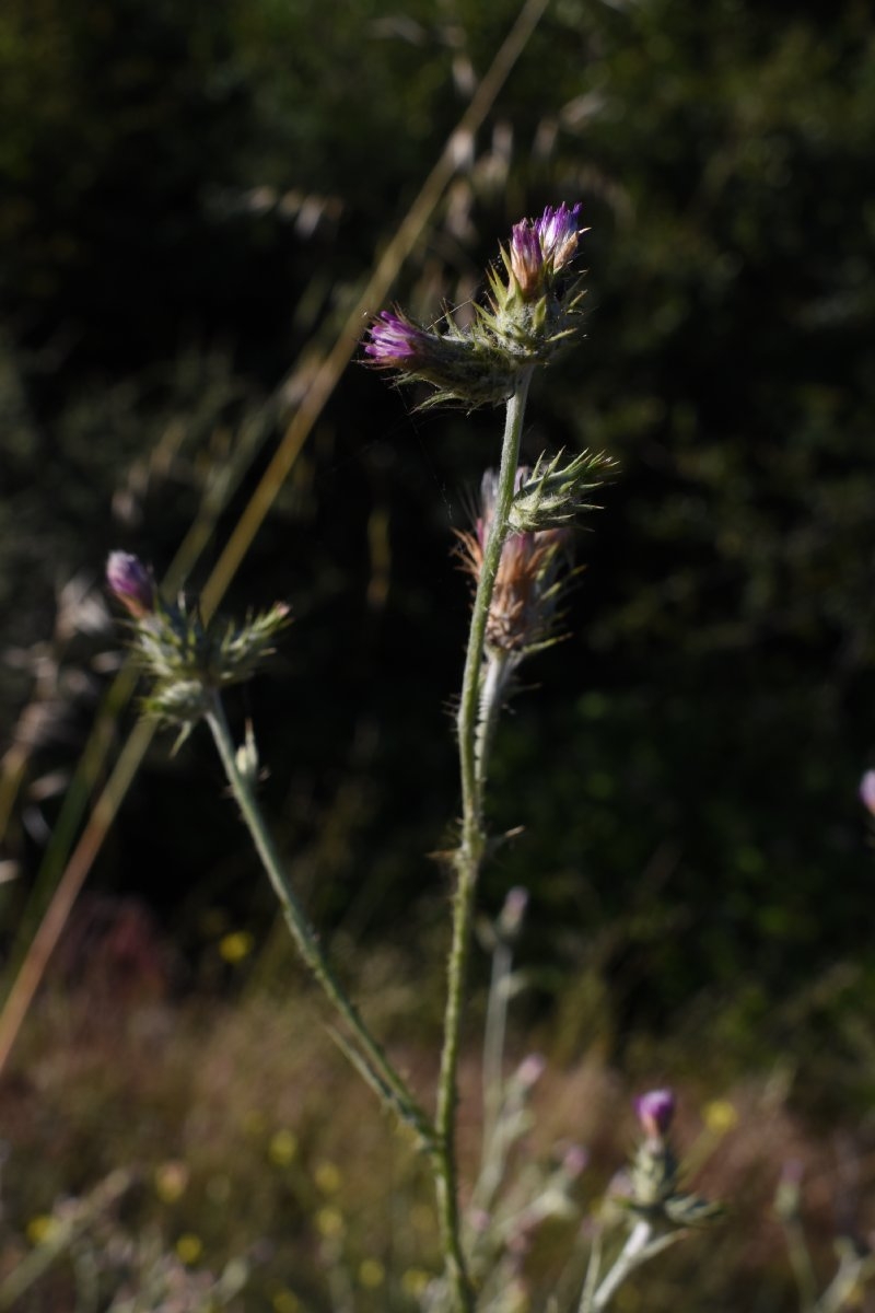 Carduus pycnocephalus