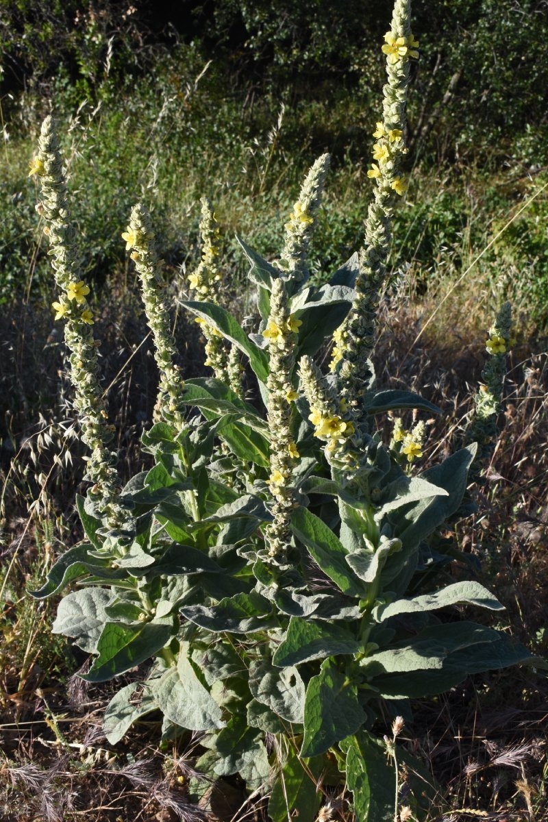 Verbascum thapsus