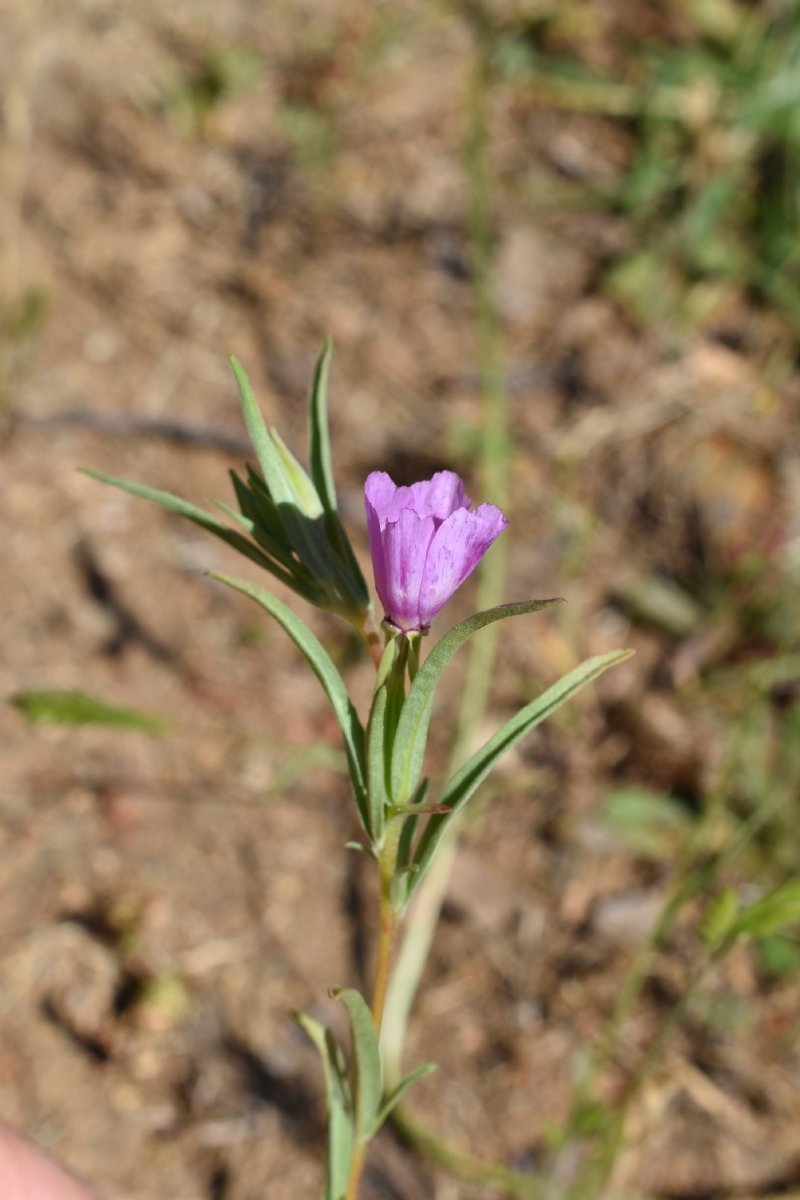 Clarkia purpurea ssp. quadrivulnera