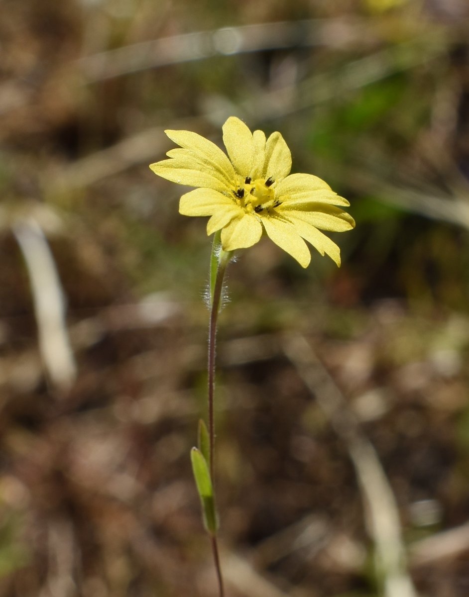 Lagophylla minor