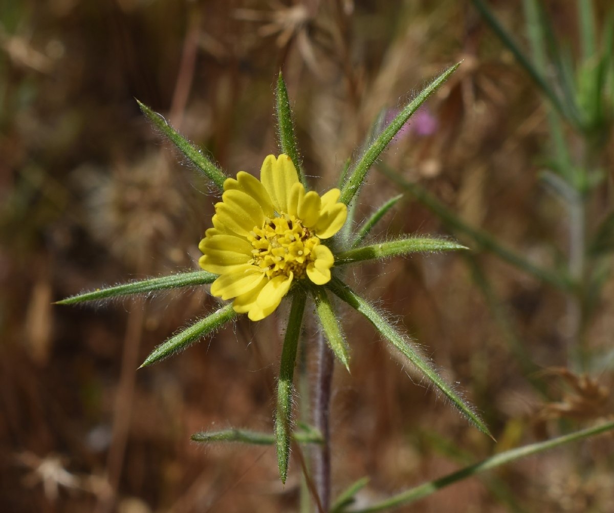 Centromadia fitchii