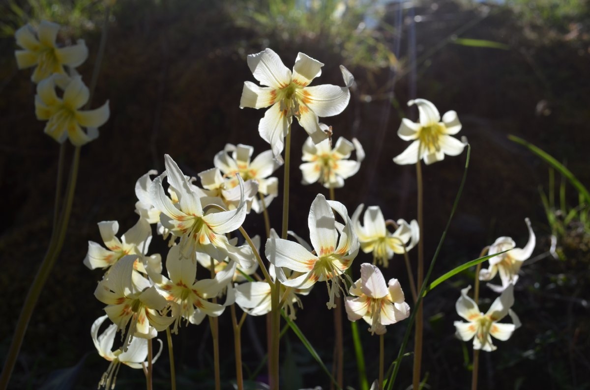 Erythronium californicum