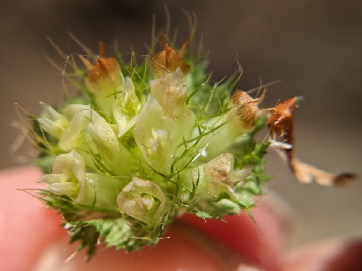 Trifolium cyathiferum