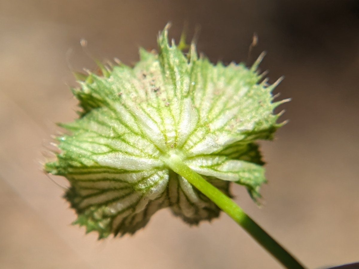 Trifolium cyathiferum