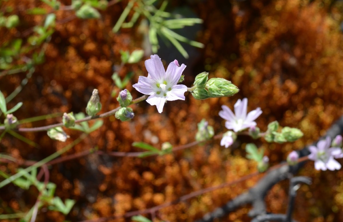 Sidalcea hickmanii ssp. napensis