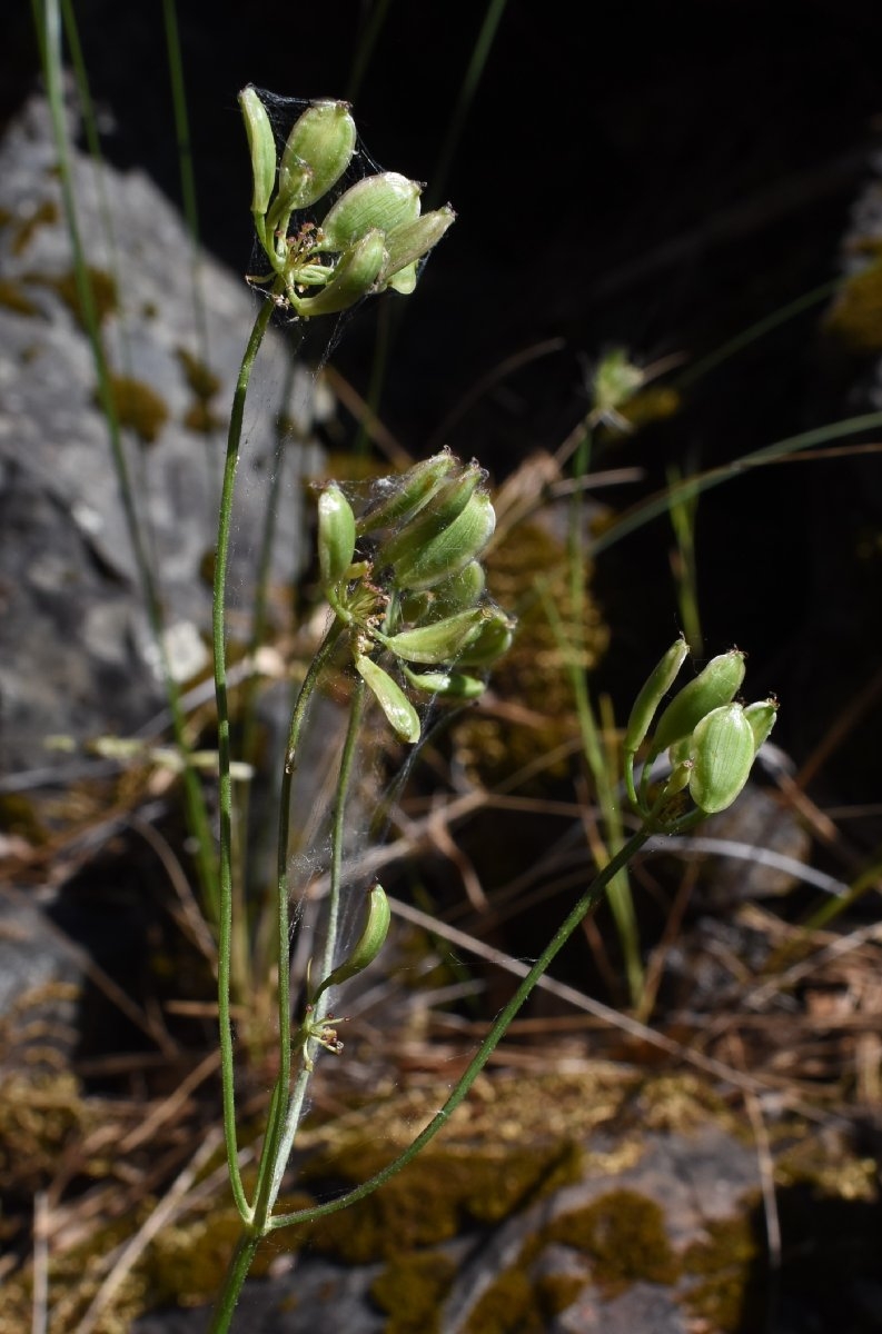 Lomatium marginatum var. marginatum