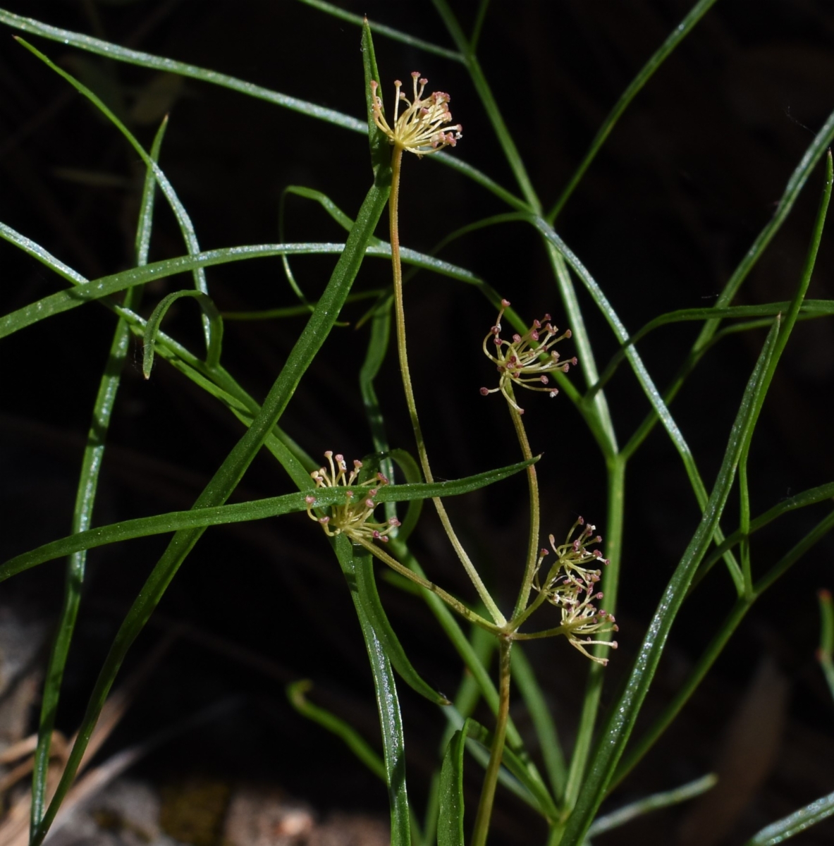 Lomatium marginatum var. marginatum