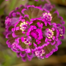 Castilleja ambigua ssp. humboldtiensis