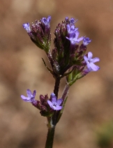 Verbena litoralis