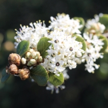 Ceanothus verrucosus