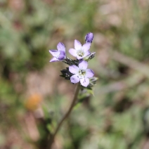 Gilia diegensis