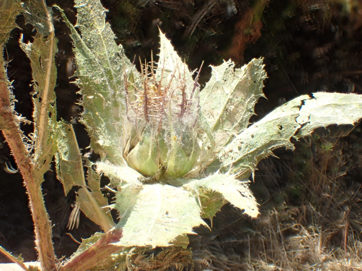 Centaurea benedicta