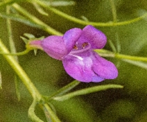 Penstemon heterophyllus