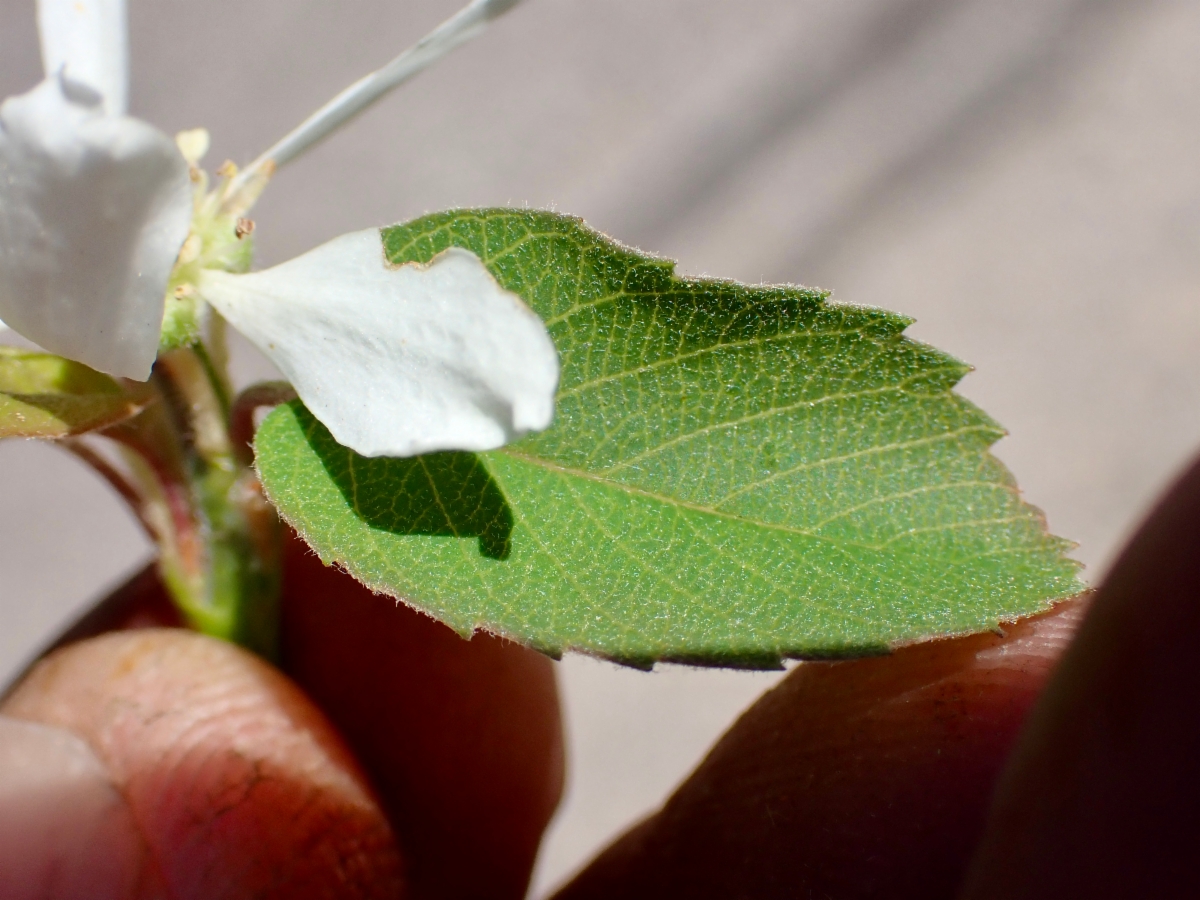 Amelanchier utahensis