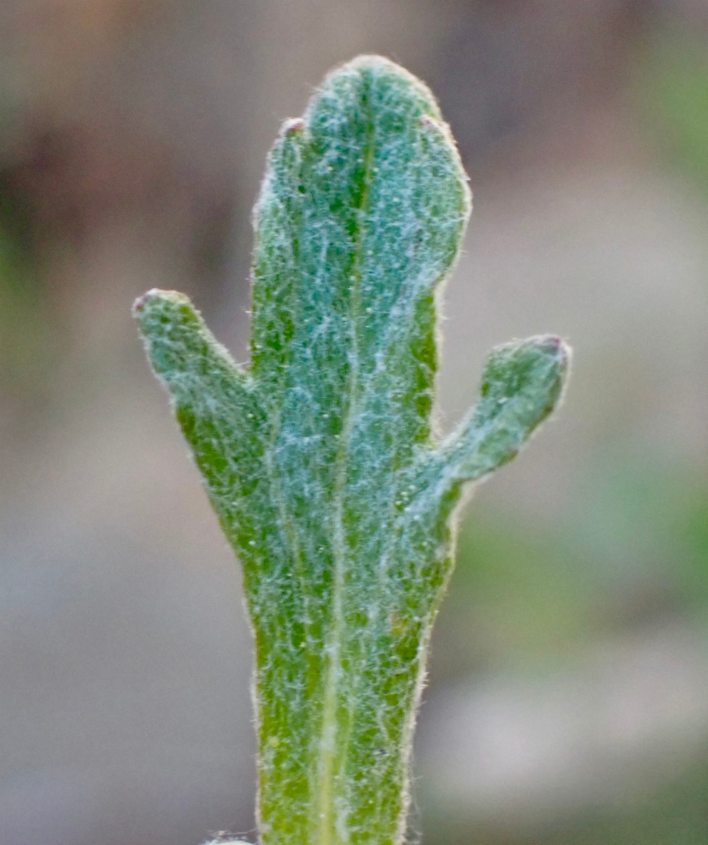 Eriophyllum lanatum var. croceum