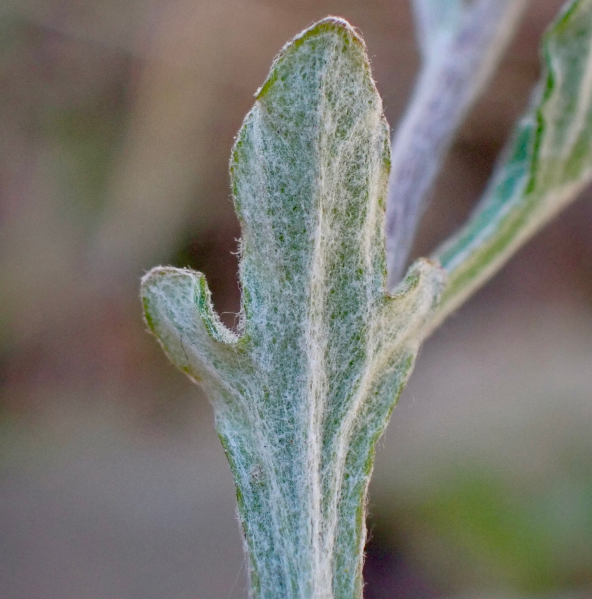 Eriophyllum lanatum var. croceum