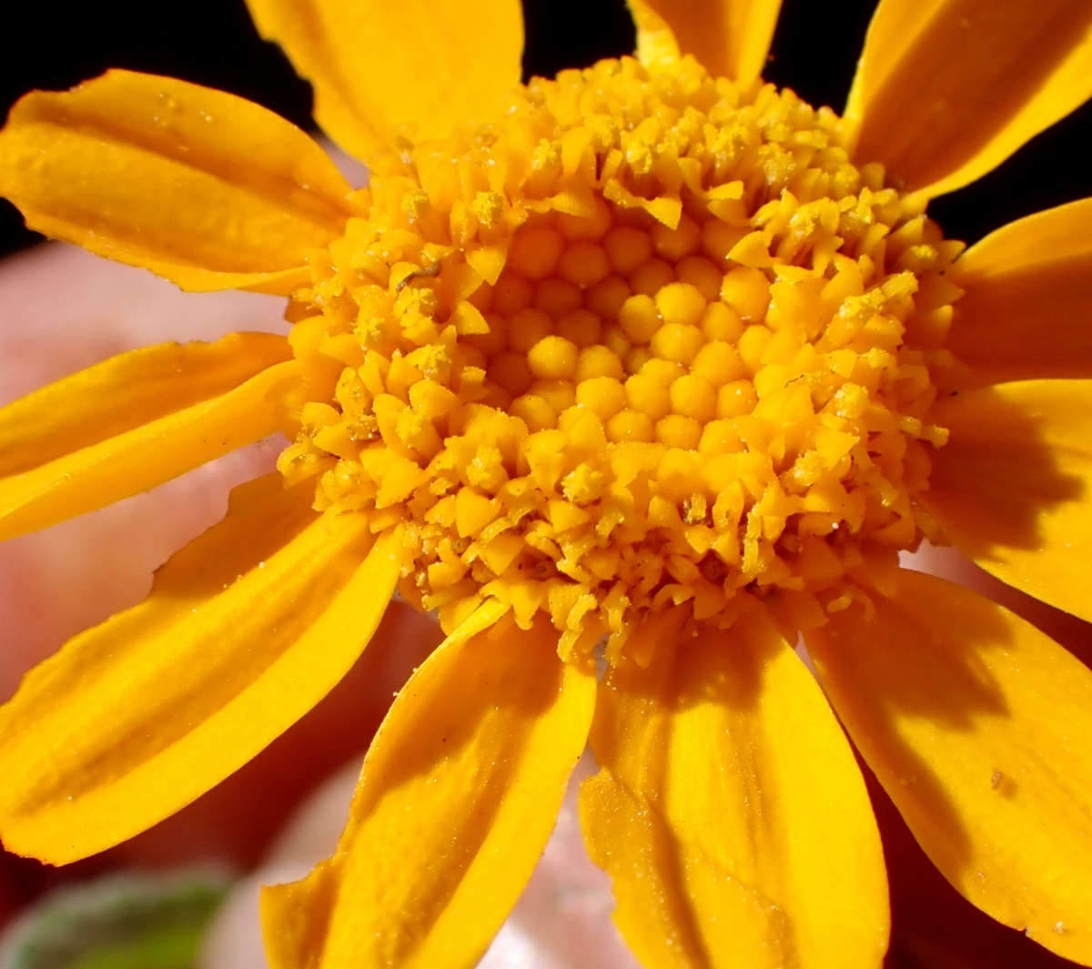 Eriophyllum lanatum var. croceum