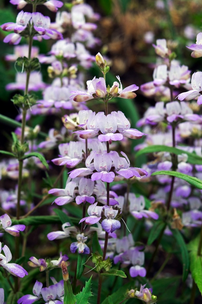 Collinsia concolor