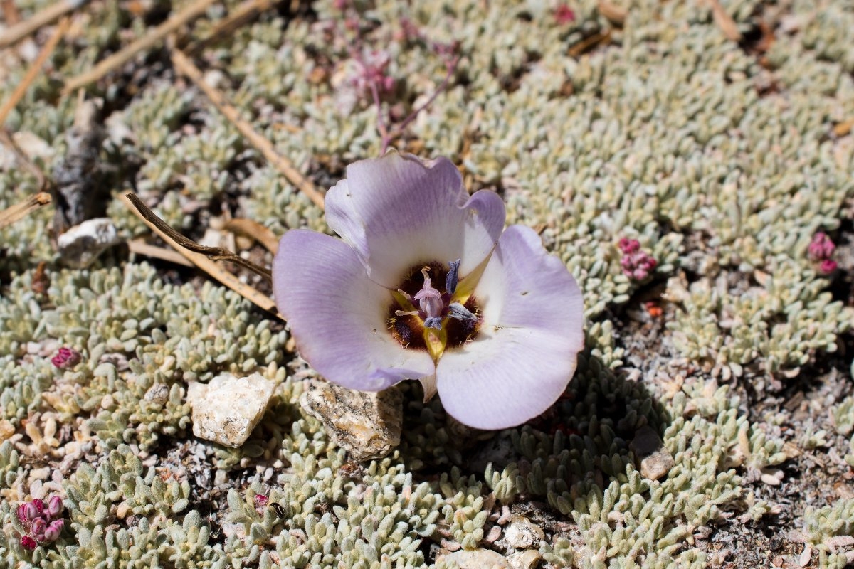 Calochortus invenustus