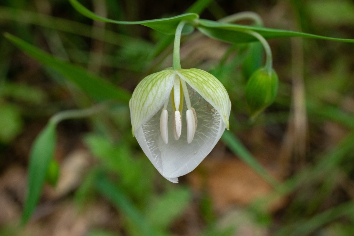 Calochortus albus