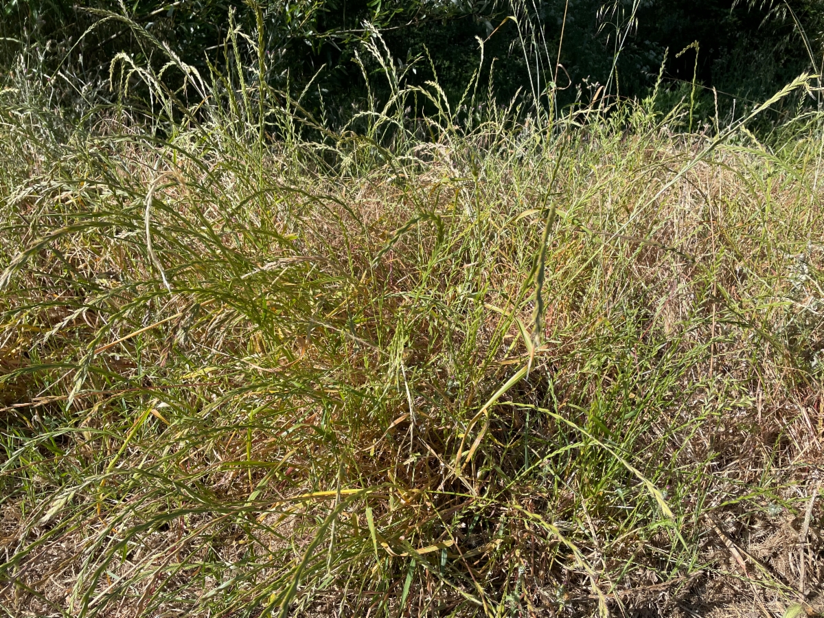 Festuca perennis