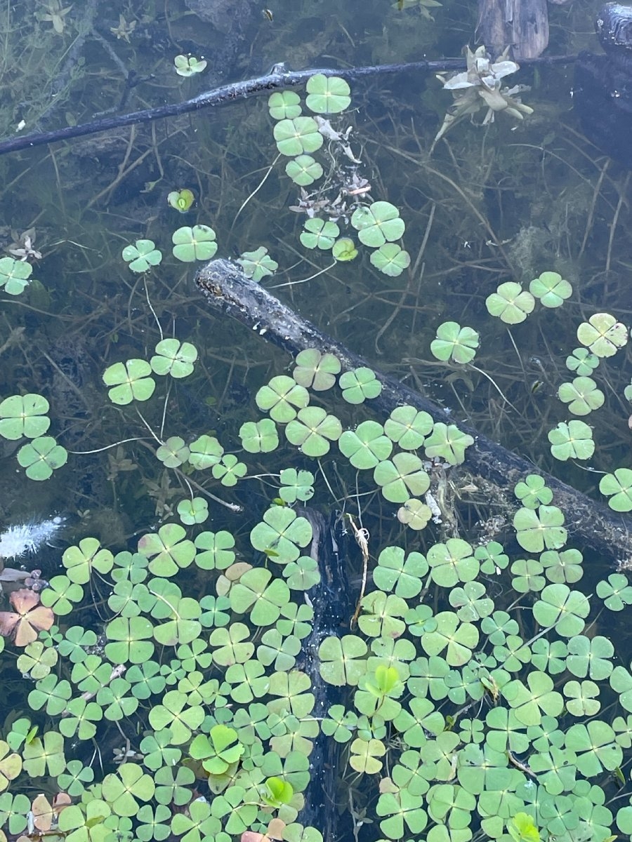 Marsilea vestita