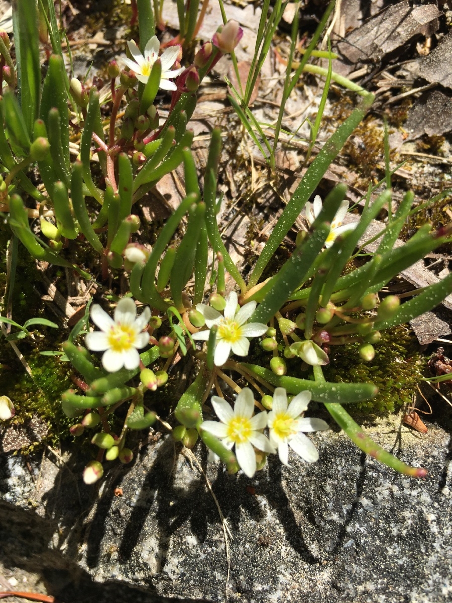 Lewisia triphylla