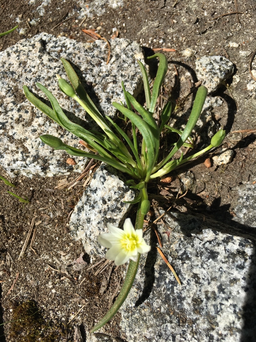 Lewisia nevadensis