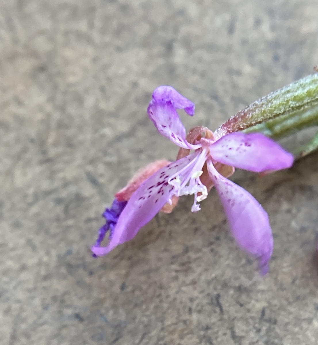 Clarkia modesta