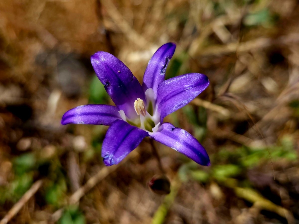 Brodiaea elegans ssp. elegans