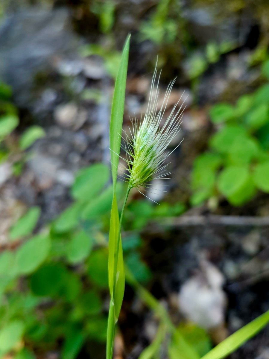 Cynosurus echinatus