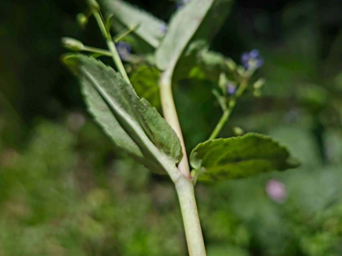 Veronica americana