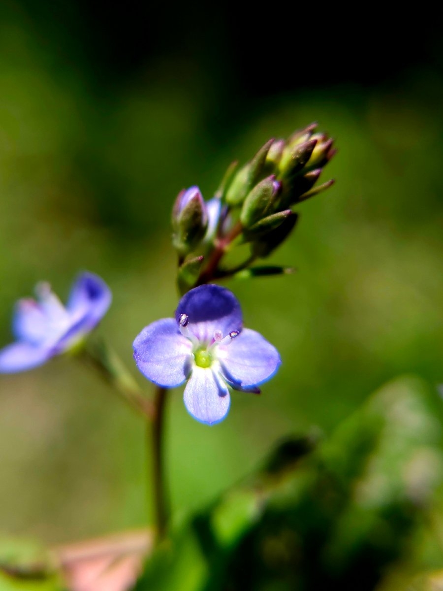 Veronica americana