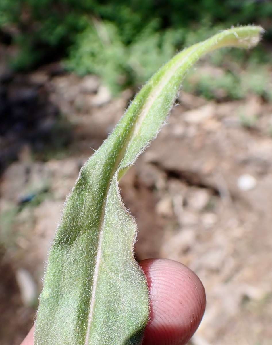 Andersonglossum occidentale