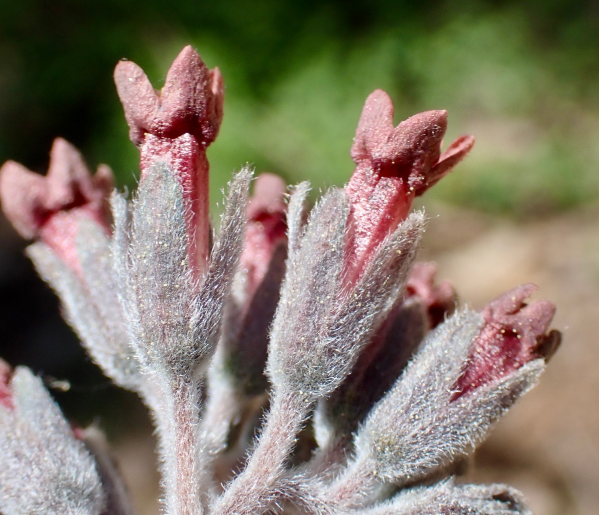 Andersonglossum occidentale