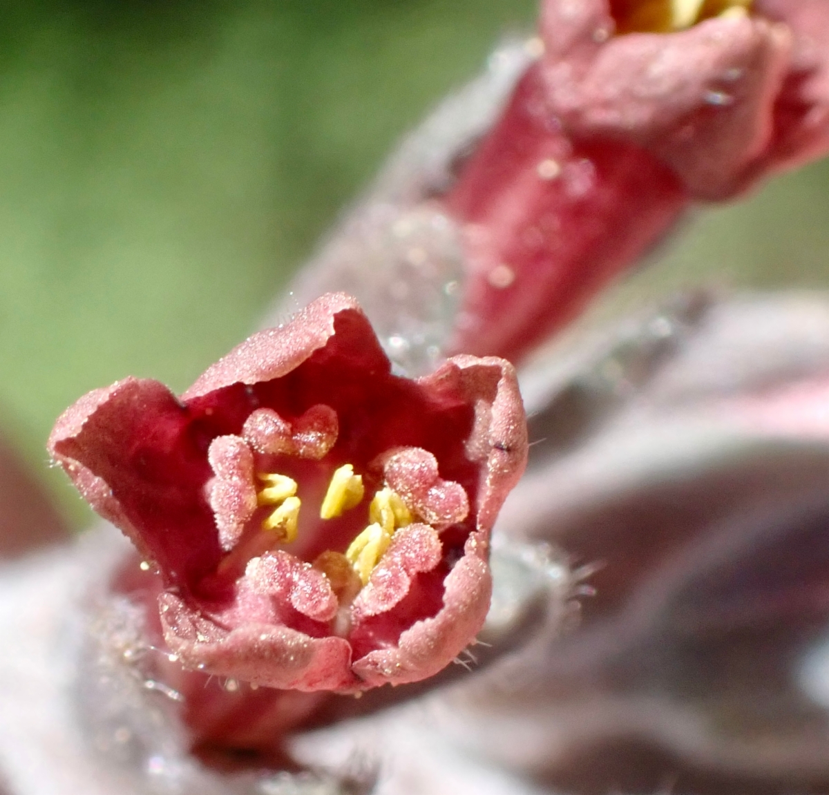 Andersonglossum occidentale