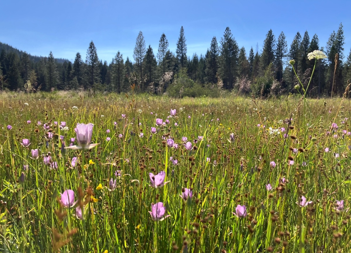 Calochortus longebarbatus