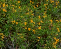 Diplacus aurantiacus ssp. aurantiacus