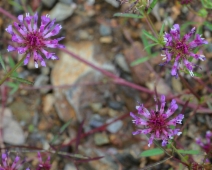 Trifolium tridentatum