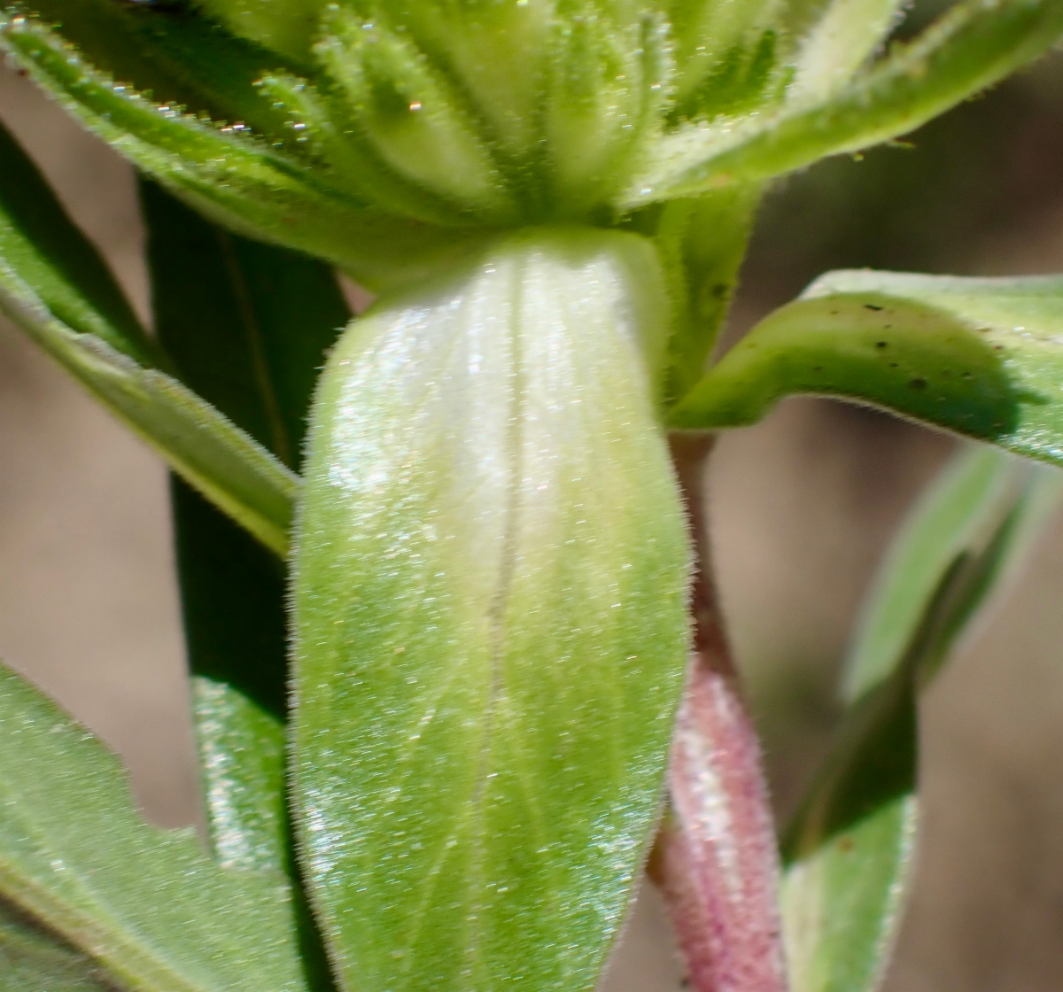 Collomia grandiflora