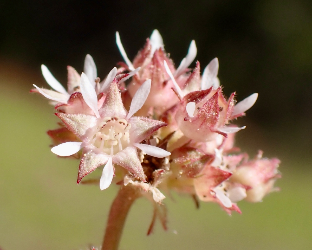 Horkelia tridentata var. tridentata