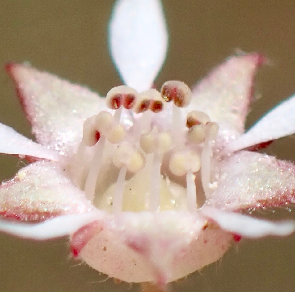 Horkelia tridentata var. tridentata