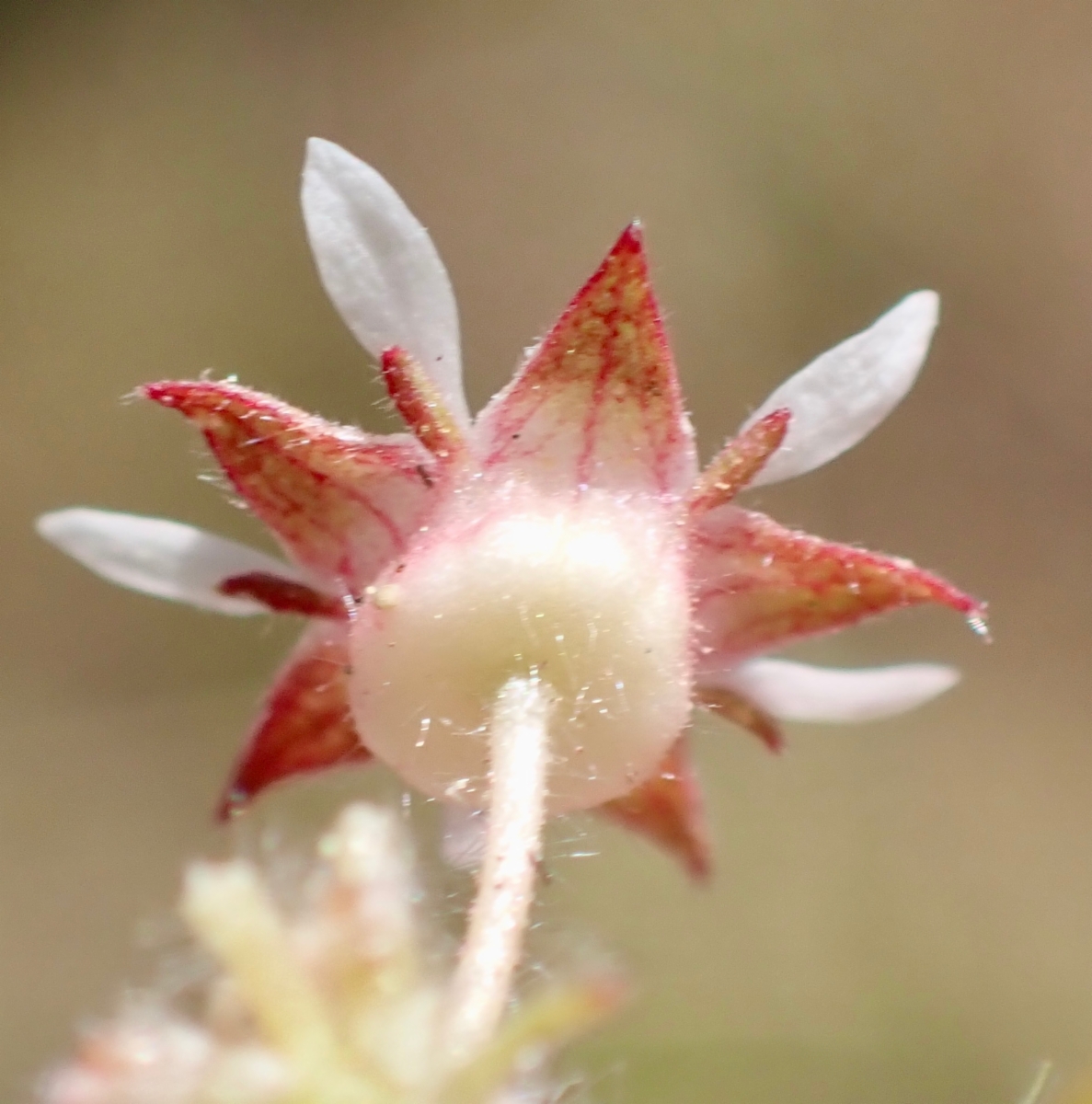 Horkelia tridentata var. tridentata