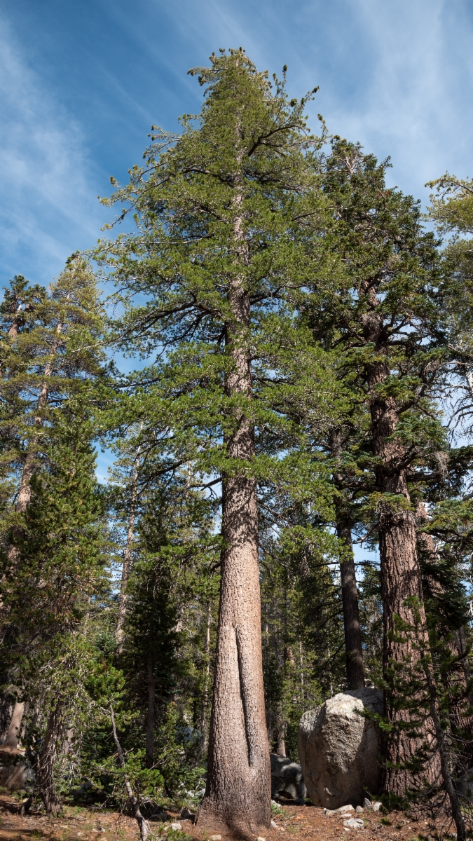 Pinus monticola